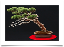 05_Windswept Bonsai print - Richard Nicholls